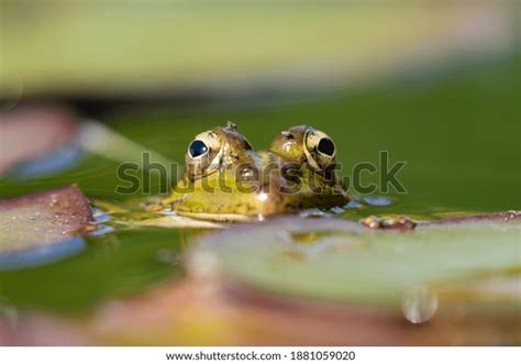 Selective Focus Iberian Green Frog Pelophylax Stock Photo 1881059020