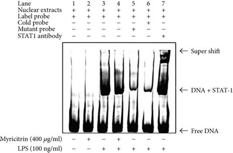 Noncytotoxic Level Of Myricitrin Inhibited Lps Induced Jak Activation