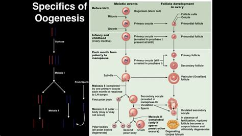 Genetics | Process of Oogenesis - YouTube