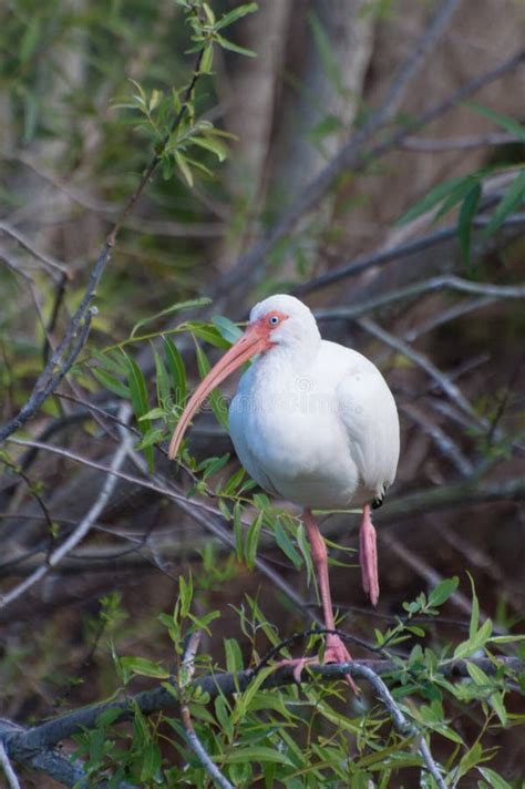 American White Ibis Eudocimus Albus Stock Photo Image Of White