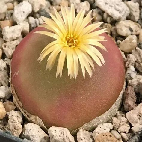 Conophytum Hammeri Cactus Y Suculentas Suculentas Tipos De Plantas