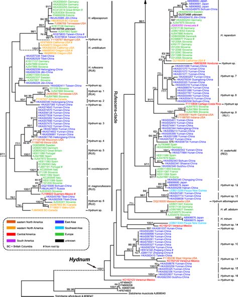 Phylogenetic Tree Inferred From The Maximum Likelihood Ml Analysis Download Scientific