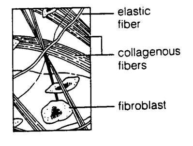 Areolar Tissue Diagram