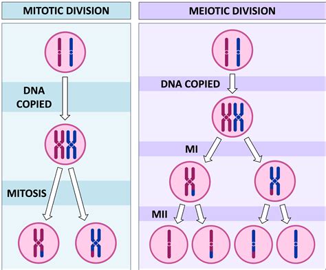 Mitosis Vs Meiosis