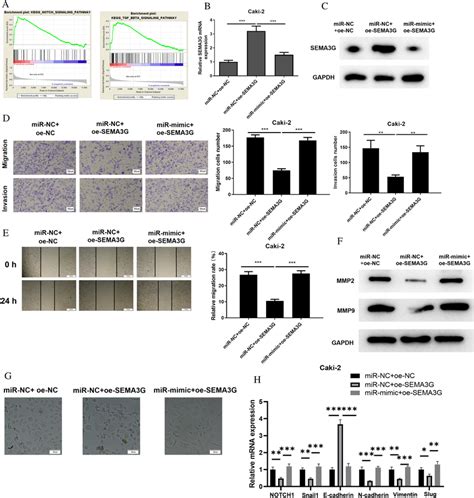 Mir B P Targets Sema G To Regulate Notch And Tgf Signaling