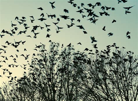 Bird flocks are heavily influenced by social relationships - Earth.com