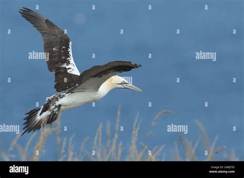 Juvenile Northern Gannet Morus Bassanus High Resolution Stock