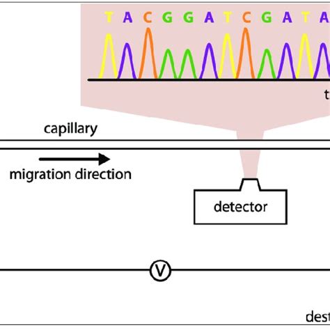 Hemoglobin electrophoresis [49] | Download Scientific Diagram