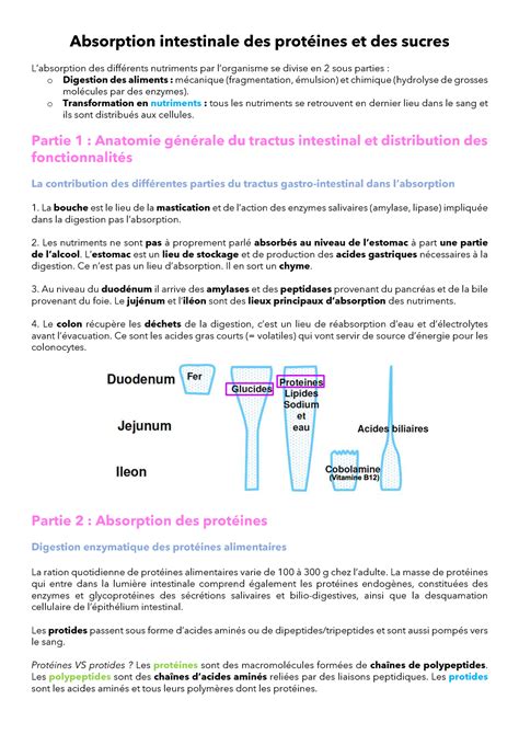 Digestion des Protéines glucides et lipides Absorption intestinale