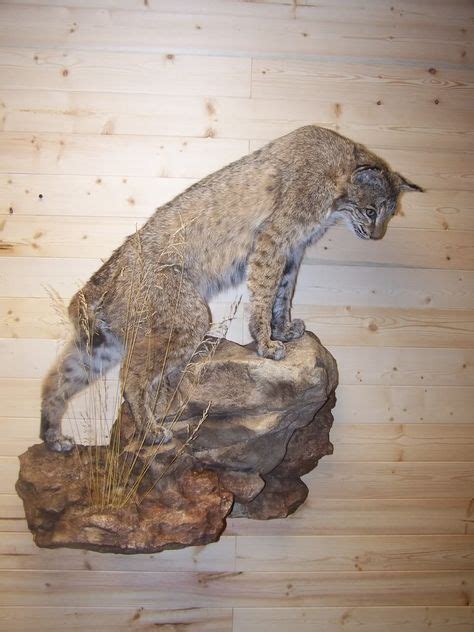 25 Best Bobcat Mounts Images Bobcat Mounts Taxidermy Taxidermy Display