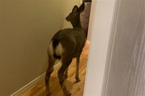 Police Rescue Deer Trapped Inside British Columbia House The Stringer