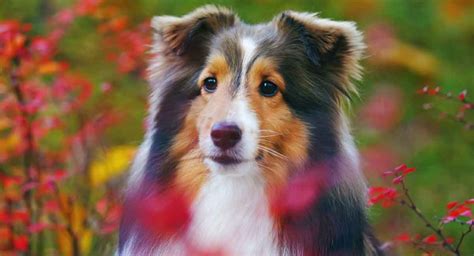 Shetland Sheepdog Temperament The Typical Sheltie Personality