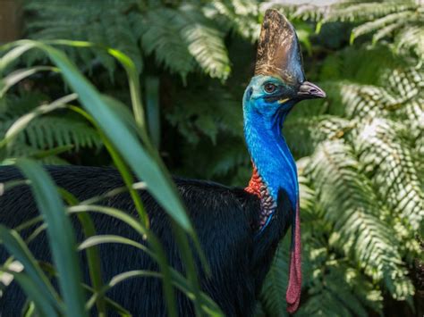 Cassowaries