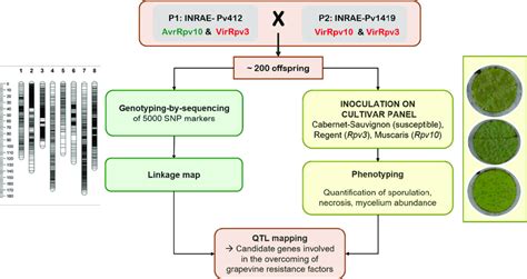 Qtl Mapping Strategy To Identify Loci In The Pathogen Genome That Are