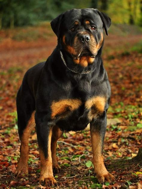 Pin On Dogs Rottweiler Dog Cute Big Dogs Rottweiler Love