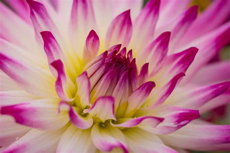 Pink and white flower plant, dahlia HD wallpaper | Wallpaper Flare