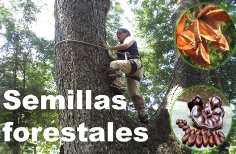 Semillas Forestales GuiagroNicaragua