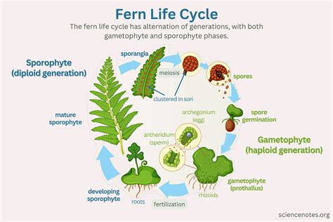 Fern Life Cycle Worksheets Library