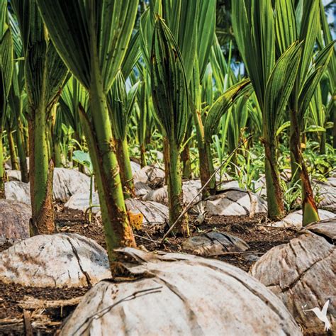 Coconut Farming In The Philippines Producers Stories