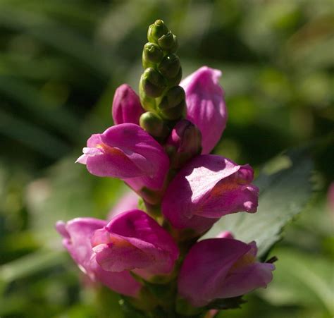 Tiny Tortuga Turtlehead Plant Shade Perennial Chelone Pot