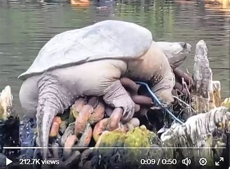 Video Of Plump Chicago Snapping Turtle Dubbed Chonkosaurus Goes Viral