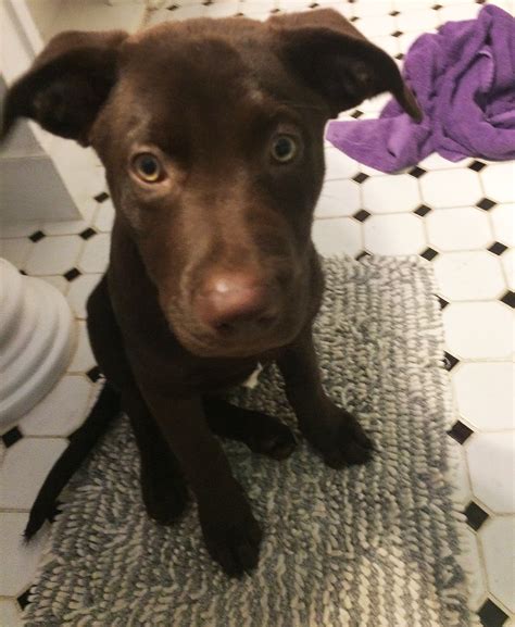 Chocolate Lab German Shepherd Mix Puppies