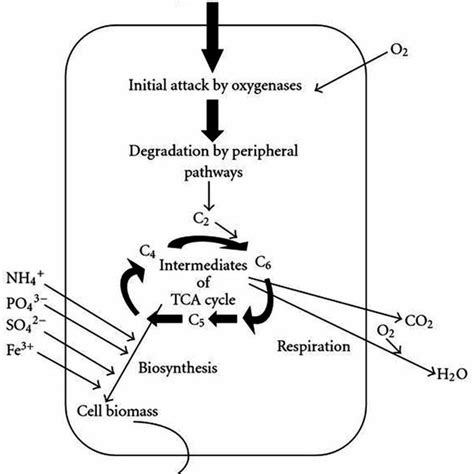 Metabolic Pathway Of Hydrocarbon Degradation By Pseudomonas Aeruginosa