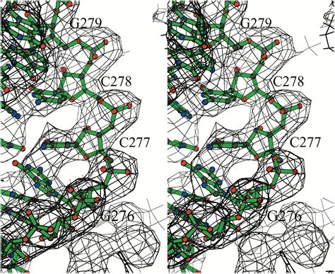 Structure Of The Tetrahymena Ribozyme Molecular Cell