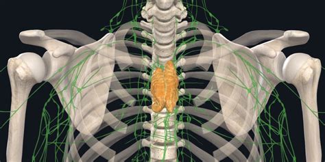 The Mysterious Thymus Gland Complete Anatomy