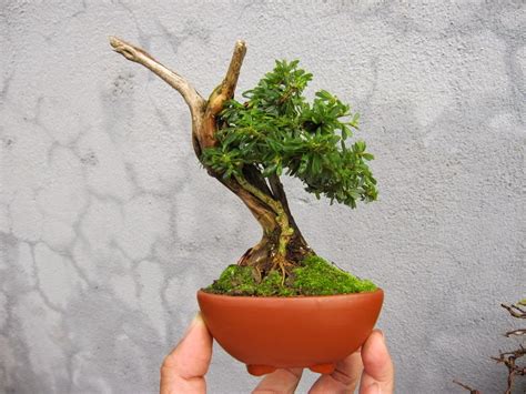 Bonsai Mini T Ng H P Nh N C Y Bonsai Mini P Nh T Oecc