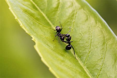 Exploring The World Of The Black Garden Ant Lasius Niger Glenlivet Wildlife