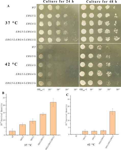 Thermotolerance Investigation Of Engineered S Cerevisiae Strains At