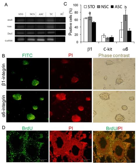 Expression Of Germ Cell Markers Including Stra Dazl And Vasa In