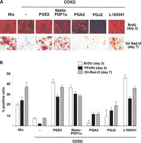 Proliferative Prostaglandins And PPAR Agonists Bypass The Block