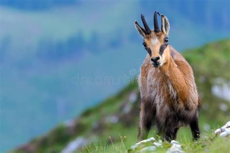 Chamois or Rupicapra Rupicapra, a Majestic Species of Wild Goat from ...