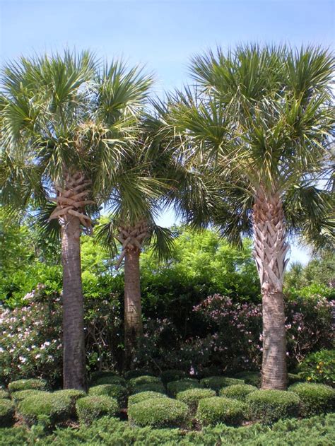 Palmetto Palm Tree Pictures Piedad Raney