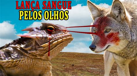 LAGARTO QUE DISPARA SANGUE PELOS OLHOS 5 COMPORTAMENTOS INCRÍVEIS