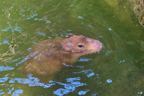 Capibaras los roedores más grandes del mundo que se comen sus propias