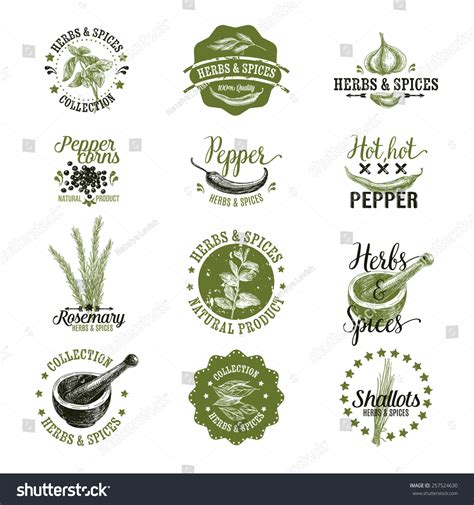 Vector Set Of Herbs And Spices Labels Badges And Hand Drawn Design