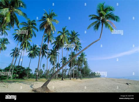 Malaysia Kelantan Kota Bharu Pantai Irama beach Stock Photo - Alamy