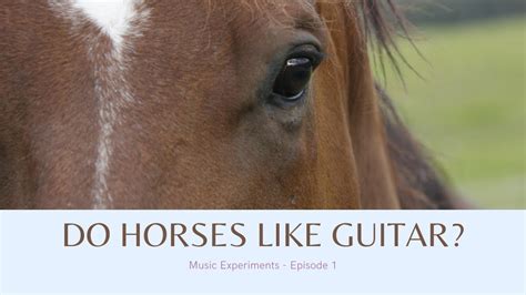 Do Horses Like Guitar Youtube