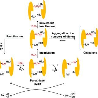 Catalytic Cycle Of Peroxidase Reaction And Hyperoxidiation Of Cys