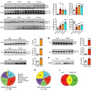 Model Of Srsf Protein Degradation Srsf Shuttles Between The Nucleus