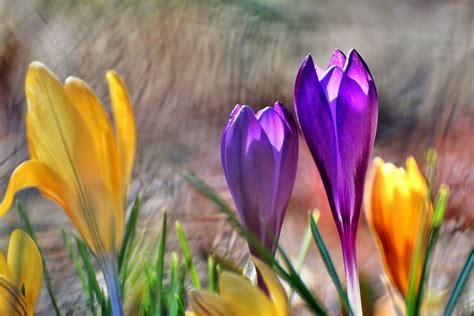 Bunter Frühling Foto And Bild Jahreszeiten Frühling Natur Bilder Auf