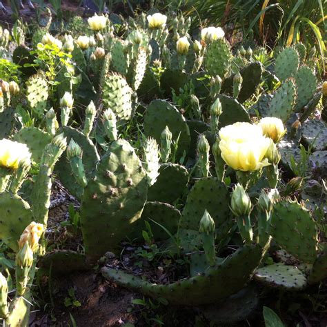 Collection 92 Wallpaper Picture Of A Prickly Pear Cactus Stunning