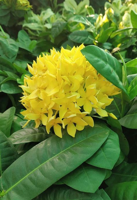 Ixora Plants For Gardens And Bonsai Learn How To Grow It Unusual