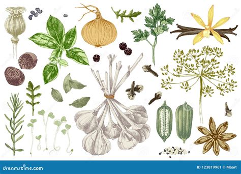 Hand Drawn Herbs And Spices Set Stock Vector Illustration Of Anise