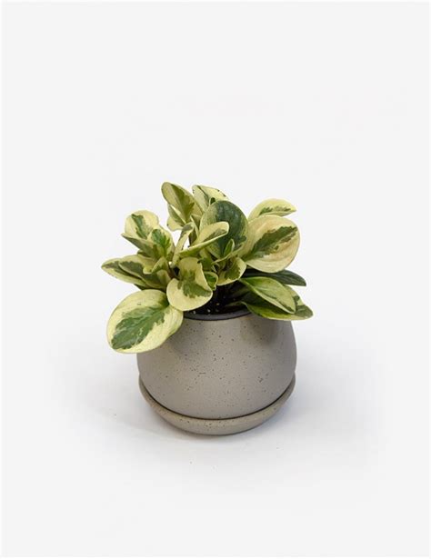 Planta De Interior Peperomia Amarilla Variegada En Maceta