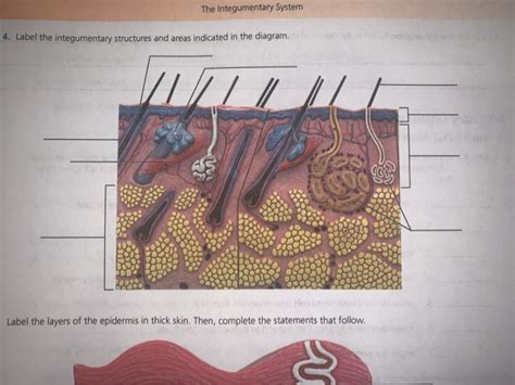 Label The Following Diagram Of The Integument