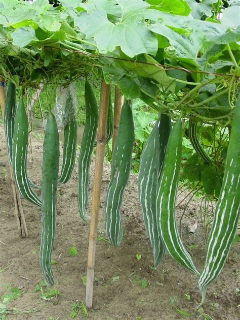 Snake Gourd Facts Health Benefits And Nutritional Value